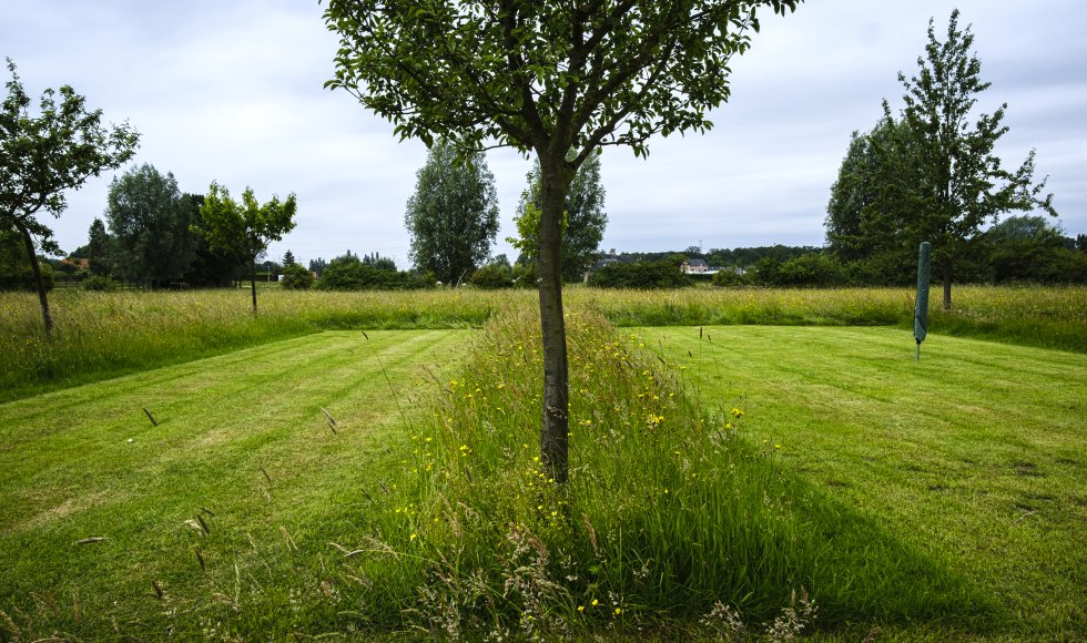 hoog gras