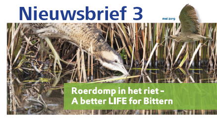 roerdomp in het riet